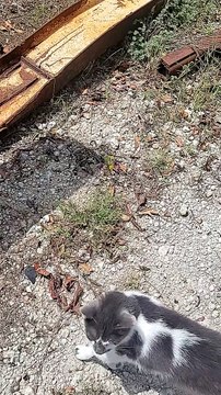 Saving Nibbles the Cat That Fell into Truck Trailer