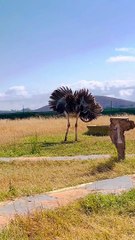 Ostrich Dances in Circles