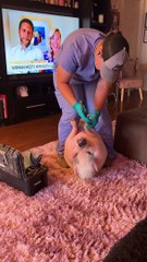 Piggy Smalls Gets His Nails Done