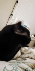 Cat Licks the Air When Being Pet