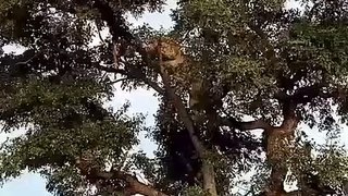 Lioness climbs tree to snatch prey from leopard, Rare footage 