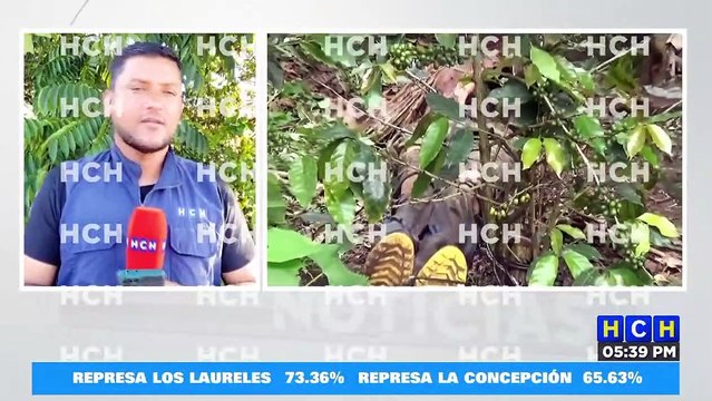 ¡Comido por los animales! hallan cadáver de un hombre en finca de café de San Pedro, Copán