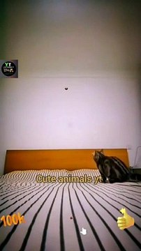 Legendary Super Cat Videos _ Cat Slow Motion Jumping _ Cute Animals Yt #shorts #animals #viral
