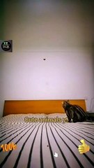 Legendary Super Cat Videos _ Cat Slow Motion Jumping _ Cute Animals Yt #shorts #animals #viral