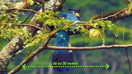 10 Beautiful Exotic Birds You Won't Believe Actually Exist