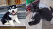 TAMBAH LUCU ANAK ANJING&KUCING beby dogs&cats sewte meoa meao