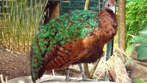 10 Most Beautiful Peacocks in the World