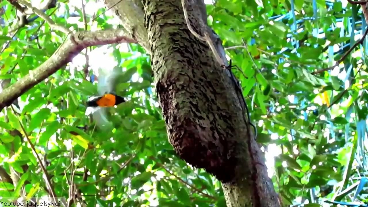 10 Most Beautiful Trogons in the World