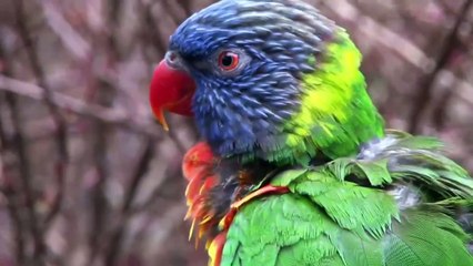 10 Most Spectacular Hummingbirds in the World