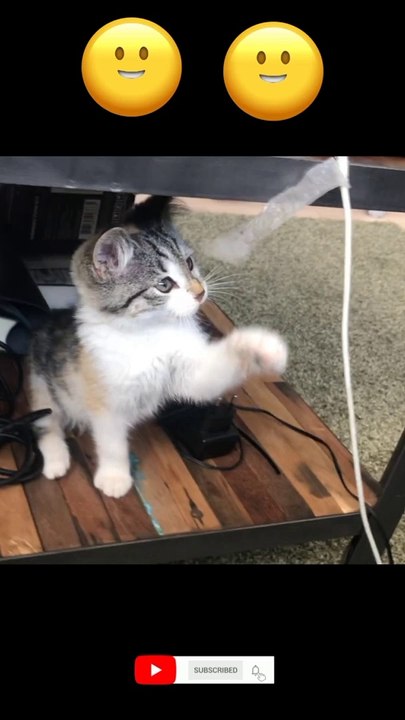 Cat baby funny video