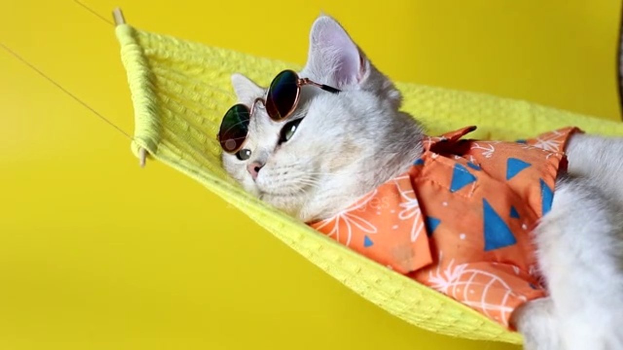 Funny Entertainment animal videos,Les CHATS les plus drôles - BEST OF 2022 #47 Funny CAT Videos