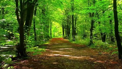 Relaxing Music and Sleep  music to Rest the Mind Anxiety Stress Relief Music Meditation Music_