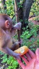 Baby monkey cute eating