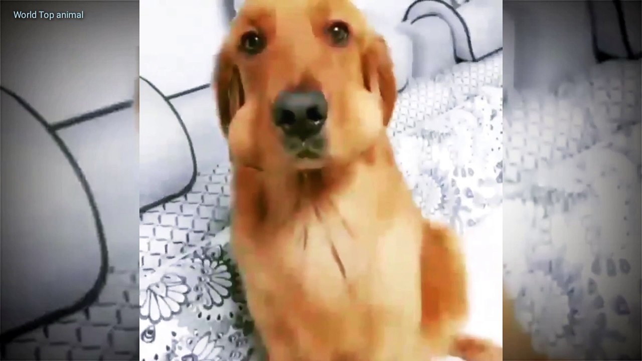 Good Dog's funny video #dogsvideos