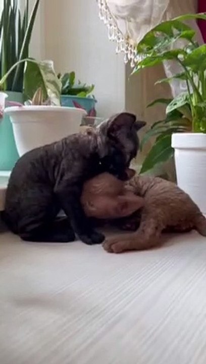 Funny animals