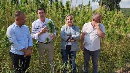 Samsun haber... Samsunlu Kenevir Üreticisi: "Biz Resmen Kandırıldık. Birtakım Kişiler Parasını Yediler, Narlısaray Halkı Tamamen Mağdur Edildi"