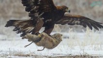 Đại bàng hung – Loài chim săn to lớn vùng thảo nguyên