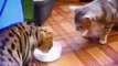 Very Funny Two Cat _ Cat Eating Milk _ Animals Funny Video #shorts #animals #cat #video #shortsfeed