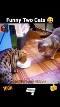 Very Funny Two Cat _ Cat Eating Milk _ Animals Funny Video #shorts #animals #cat #video #shortsfeed