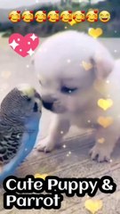 Parrot And Puppy Dog Cute Funny video।Parrot and Puppy।Cute Puppy and Parrot। Dailymotion Funny Video