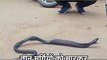 शिवपुरी : मुर्गा-मुर्गी के बाड़े में घुंस गया कोबरा सांप