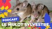 Le Mulot sylvestre  | Brèves de nature sauvage à Paris | Paris Podcast