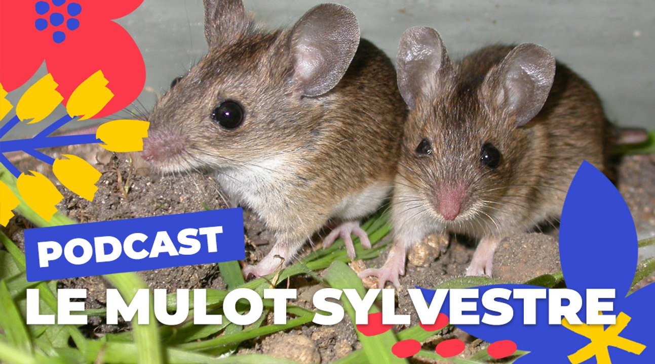 Le Mulot sylvestre  | Brèves de nature sauvage à Paris | Paris Podcast