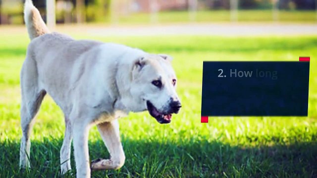 All About The Central Asian Shepherd Dog Breed!