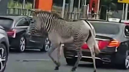 Sur l’A63, un zèbre s’offre une virée d’une trentaine de minutes près d’un péage