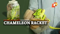 Chameleon Trading Racket Busted In Bhubaneswar
