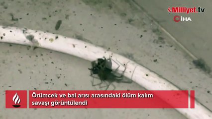Örümcek ile arının bayıltan mücadelesi