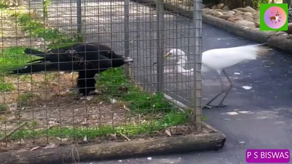 Deadly Eagle Attacks In Kittiwakes Birds