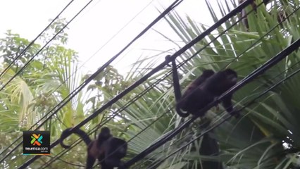 tn7-monos-congos-afectados-en-tamarindo-290822