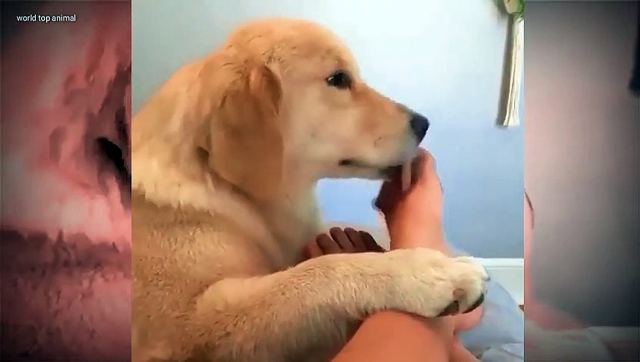 World Top funny video 