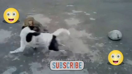 #Funny Animal  Fun 2.0 Videos 2022  - Funniest Animals And Dogs Videos #01