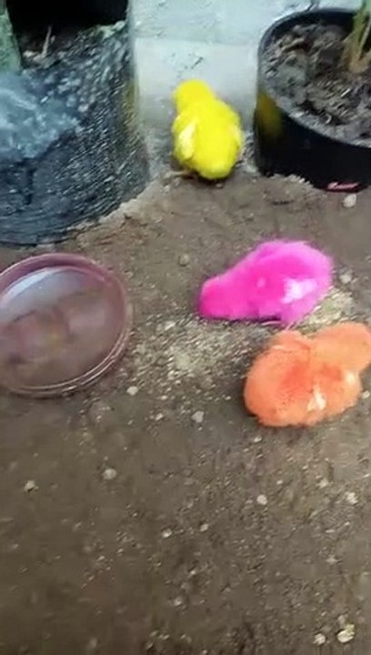 Ayam