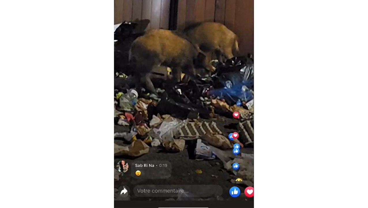 En pleine rue, des sangliers fouillent les poubelles à Mimizan-plage