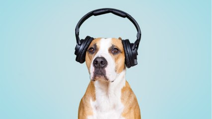 Your pooch prefers classical music to the sound of human voices in audiobooks, the study finds