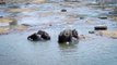 Elephants playing with their families in the water, हाथी पानी में अपने परिवार  के साथ खेल रहे है