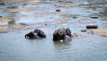 Elephants playing with their families in the water, हाथी पानी में अपने परिवार  के साथ खेल रहे है