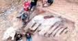 Portugal : un homme découvre un gigantesque squelette de dinosaure dans son jardin