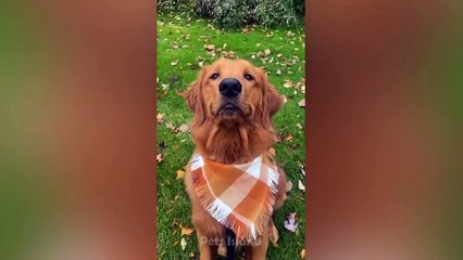 These Dogs Fail At Life In The Most Hilarious Ways _