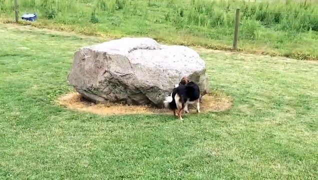 Adorable ce chien et ce canard jouent à cache-cache ensemble