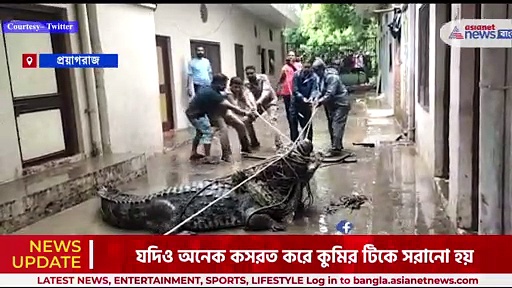 ভাইরাল ভিডিও: উত্তরপ্রদেশের প্রয়াগরাজের আবাসিক এলাকায় কুমির