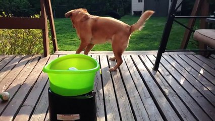 Ce chien s'éclate tout seul avec un lance-balles