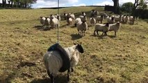 Ce mouton adore faire de la balançoire