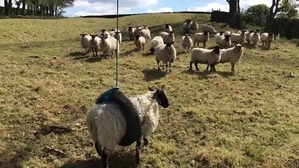 Ce mouton adore faire de la balançoire