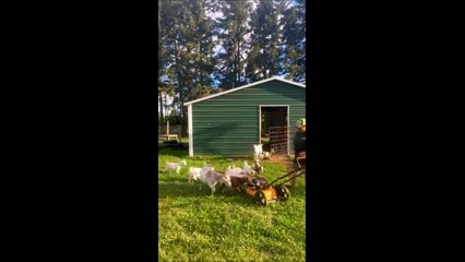 Ces chèvres ont  une peur bleue des tondeuses