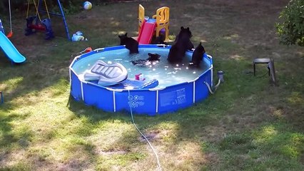 Ces ours se baignent en famille dans une piscine gonflable