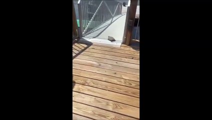 Drôle  quand une tortue fait du toboggan